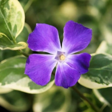Барвинок Variegata