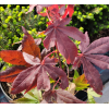 Клен пальмовий Acer Palmatum Crimson Queen (C35)