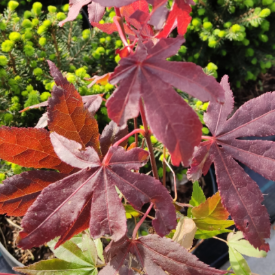Клен пальмовий Acer Palmatum Crimson Queen (C35)