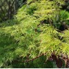 Клен пальмовий Acer Palmatum Emerald Lace (C3)