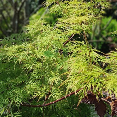 Клен пальмовий Acer Palmatum Emerald Lace (C3)
