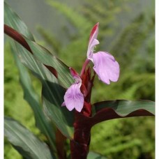 Роскоя purpurea Spice Island Роскоя purpurea Spice Island