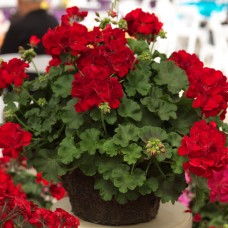 Пеларгония ампельная Ivy Deep Red Пеларгония ампельная Ivy Deep Red