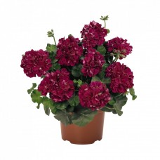 Пеларгония ампельная "Atlantic Red Velvet" Пеларгония ампельная "Atlantic Red Velvet"