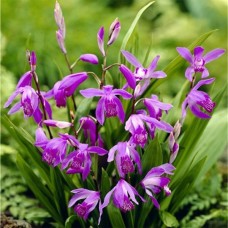 Блетилла Purple