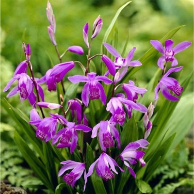 Блетилла Purple 1 шт