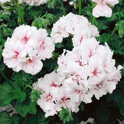 Пеларгонія Double Blanche Roche