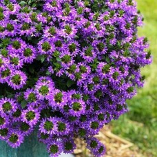Сцевола Blue Сцевола Blue