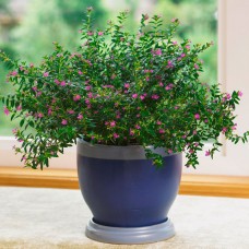 Куфея фиолетовая Куфея фиолетовая