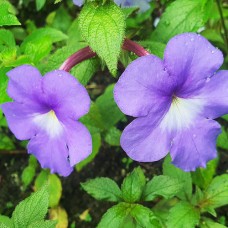 Ахименес cattleya