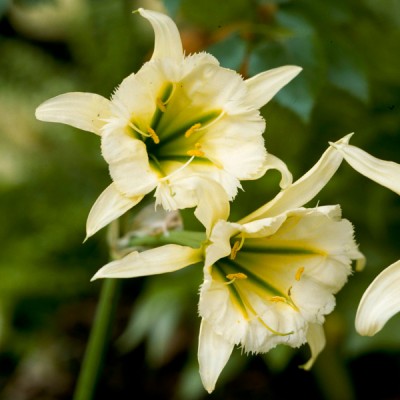 Гіменокаллис Sulphur Queen