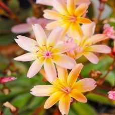 Левизия Little Peach Левизия Little Peach