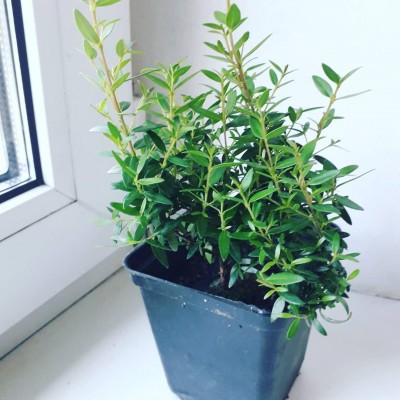Мірт широколистий(30 см)