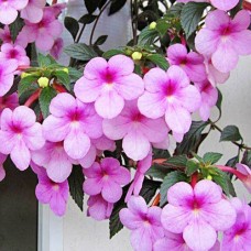 Ахименес Peach Blossom