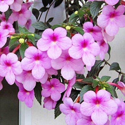 Ахіменес Peach Blossom