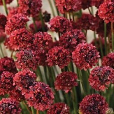 Армерия Balerina Red