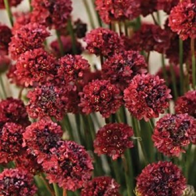 Армерія Balerina Red