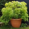 Клен пальмовий Acer Palmatum Emerald Lace (C15)