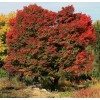Клен пальмовий Acer Palmatum Ornatum (C15)