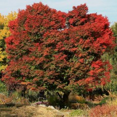 Клен пальмовий Acer Palmatum Ornatum (C15) Клен пальмовий Acer Palmatum Ornatum (C15)