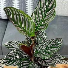 Калатея Sanderiana Ornata Калатея Sanderiana Ornata