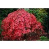 Клен пальмовий Acer Palmatum Garnet (C20) Клен пальмовий Acer Palmatum Garnet (C20)
