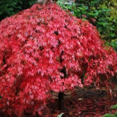 Клен пальмовий Acer Palmatum Garnet (C20) Клен пальмовий Acer Palmatum Garnet (C20)