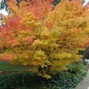 Клен пальмовий Acer Palmatum Shishigashira (C10)