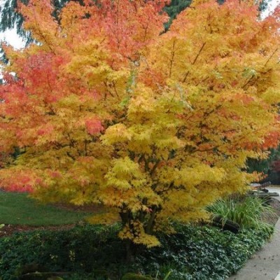 Клен пальмовий Acer Palmatum Shishigashira (C10)