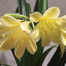 Клівія Цетрина Клівія Цетрина