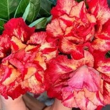 Аденіум Red Camellia (высота 10 -15 см)