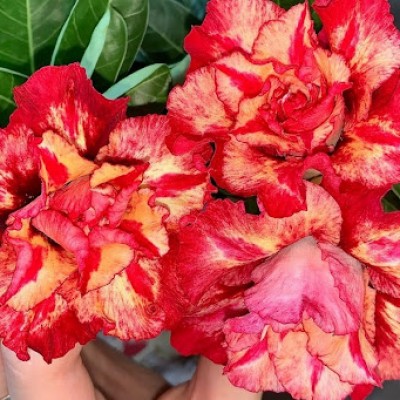 Аденіум Red Camellia (высота 10 -15 см)