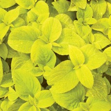 Колеус Golden Bedder (высота 15-25 см)