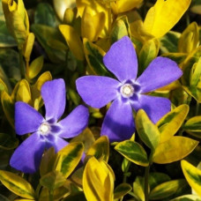 Барвинок Aureovariegata