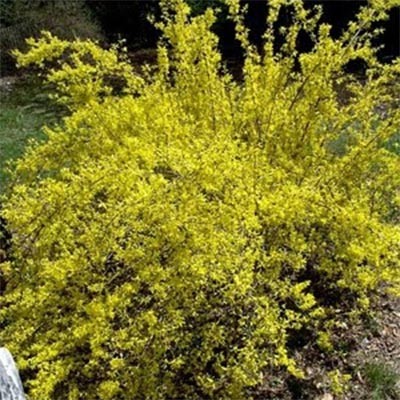 Форзиция Flojor