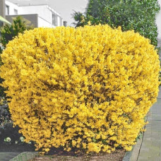 Форзиция Linwood gold Форзиция Linwood gold