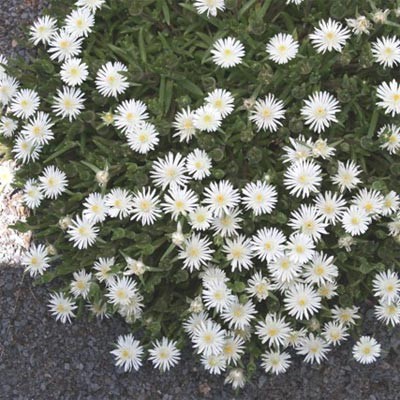 Делосперма White pearl