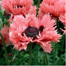 Мак Pink ruffles Мак Pink ruffles