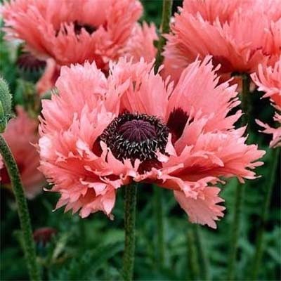 Мак Pink ruffles