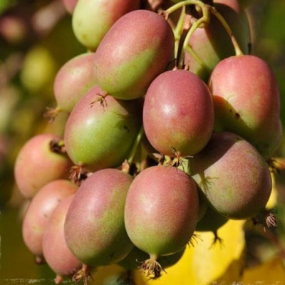 Актинидия Ананасная