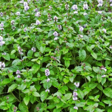 Мята Mentha crispa (водная мята) Мята Mentha crispa (водная мята)