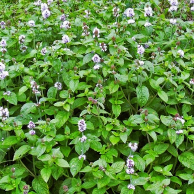 Мята Mentha crispa (водная мята)