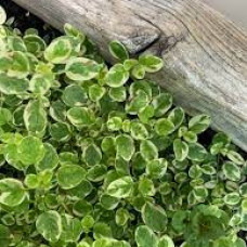 Орегано Vulgare variegata
