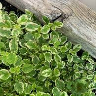 Орегано Vulgare variegata