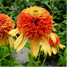 Эхинацея Rhytmes in orange