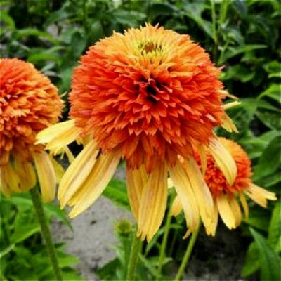 Эхинацея Rhytmes in orange