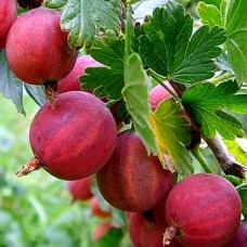 Крыжовник Командор