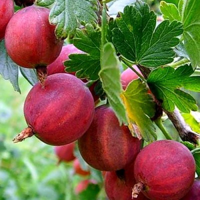 Крыжовник Командор