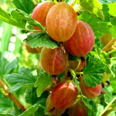 Крыжовник Сварог