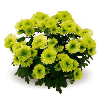 Хризантема Emerald (зеленая)